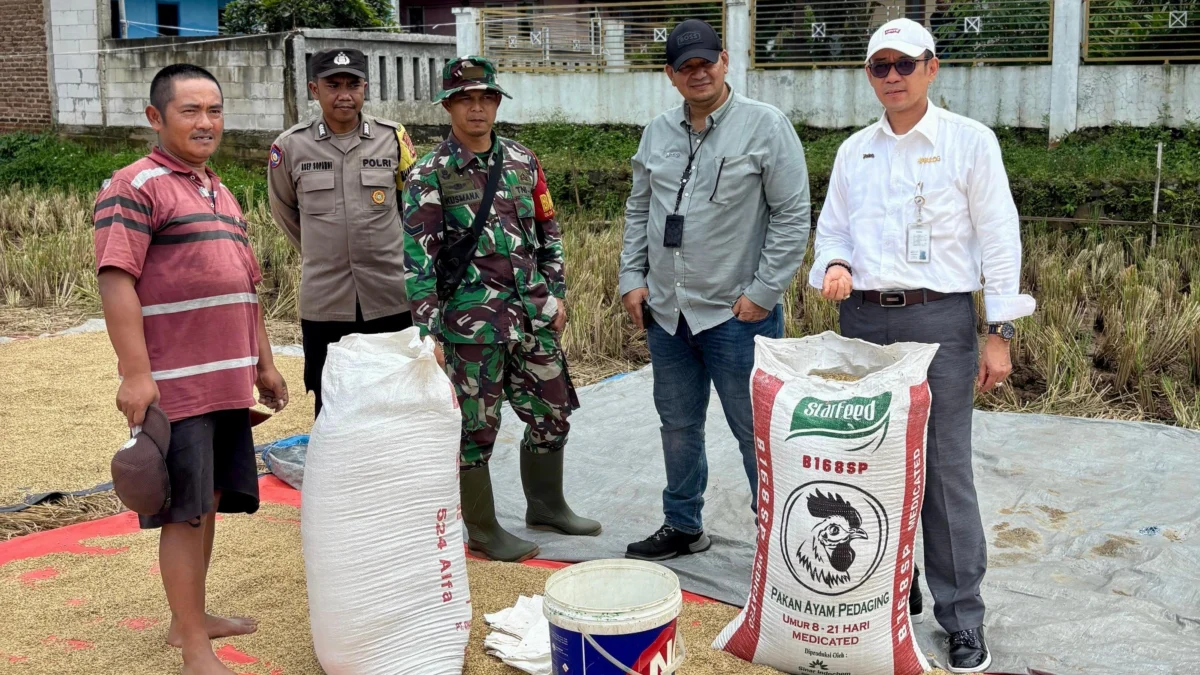 ILUSTRASI Penyerapan Gabah BULOG Jabar Tembus 100%.