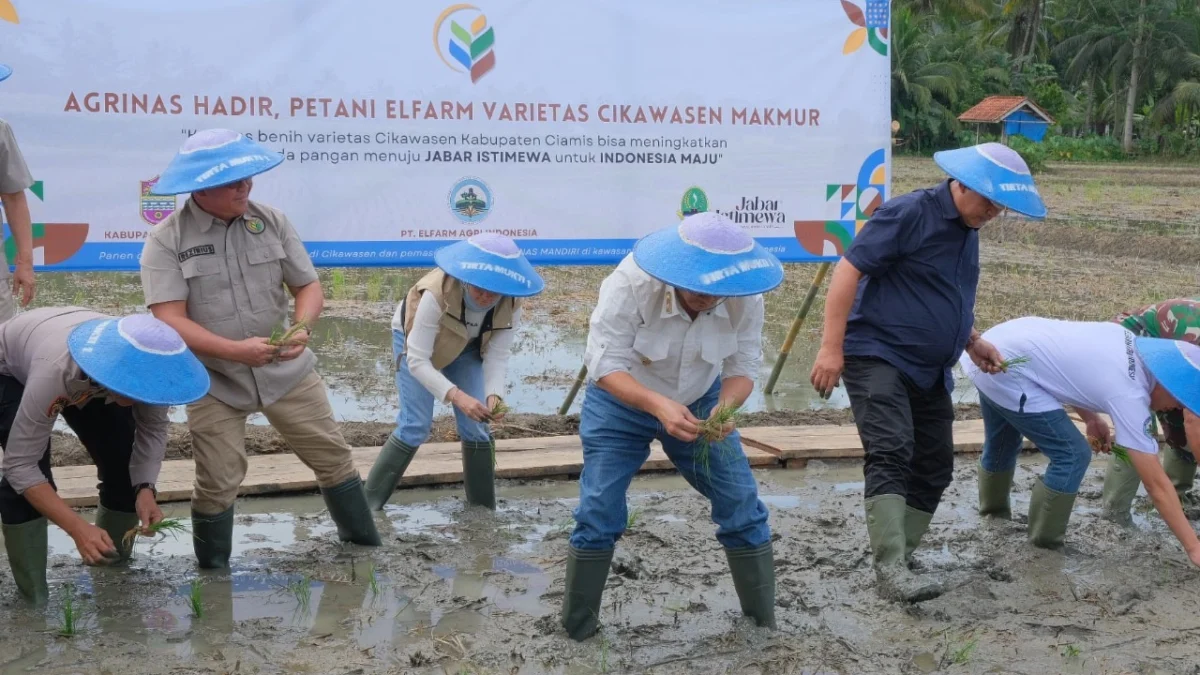 Wakil Gubernur Jawa Barat, Erwan Setiawan menghadiri dan memberikan sambutan dalam Kegiatan Panen Pertama Varietas Padi Cikawasen di Kabupaten Ciamis, Selasa (18/3/2025). Foto : Angga Yogaswara - Biro Adpim Jabar