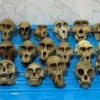 Tengkorak primata yang berhasil disita Ditjen Gakkum Kehutanan Kementerian Kehutanan RI dari tersangka. (foto/ANTARA)