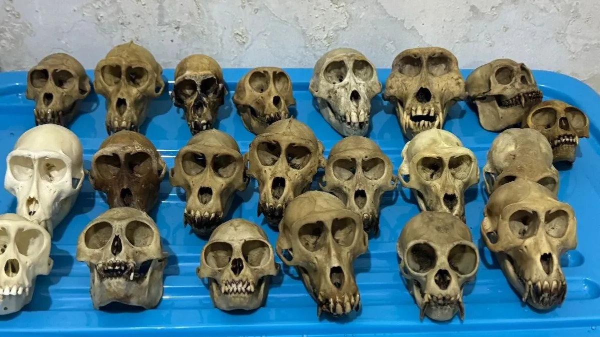 Tengkorak primata yang berhasil disita Ditjen Gakkum Kehutanan Kementerian Kehutanan RI dari tersangka. (foto/ANTARA)