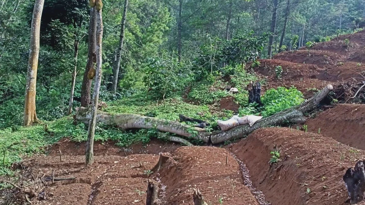 Hutan diduga digunduli untuk kepentingan investor di Pacet, Kabupaten Bandung. (Foto/Agni Ilman)