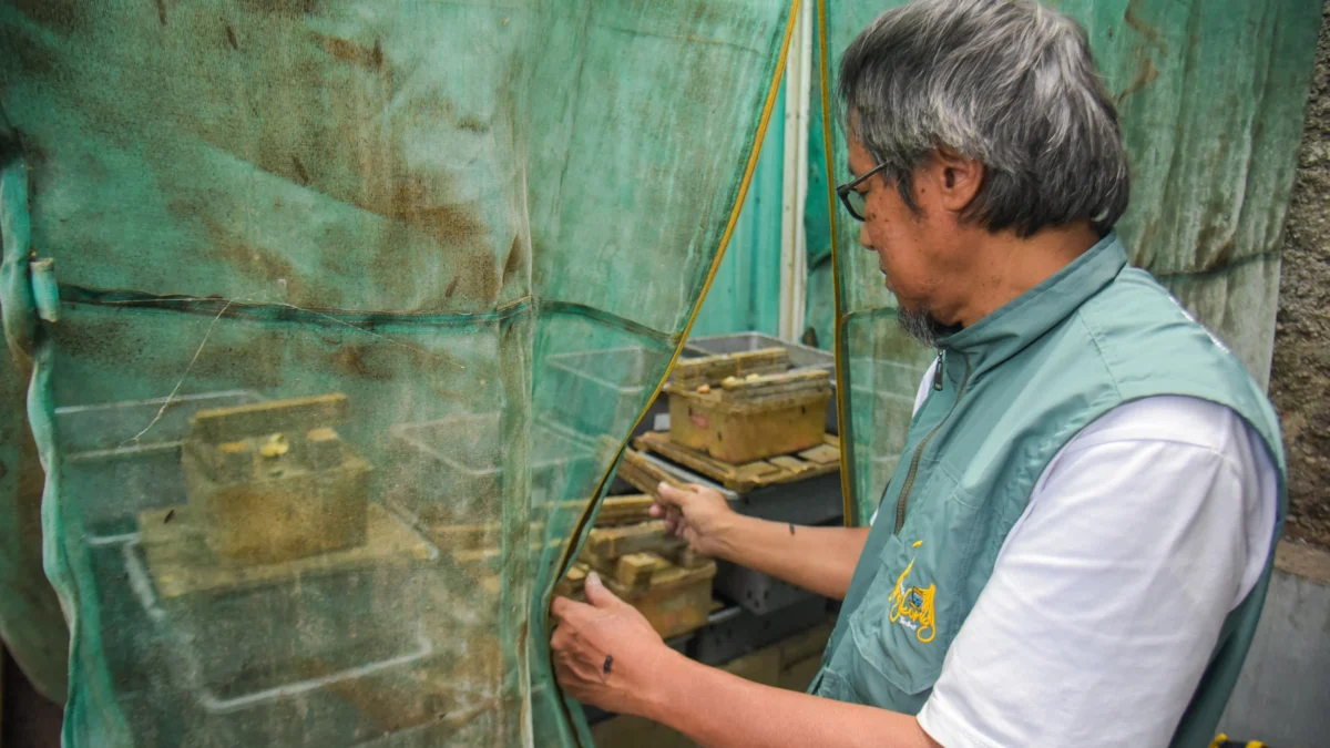 Seorang petugas membuka kandang Black Soldier Fly (BSF) yang berisi lalat di rumah maggot Kelurahan Turangga, Kota Bandung, Jum'at (14/3). Foto: Dimas Rachmatsyah / Jabar Ekspres