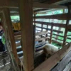 Dua keluarga terdampak banjir Citeko, Bogor, terpaksa bermalam di saung dekat kandang kambing. (Jabar Ekspres)