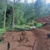 Ilustrasi: Lahan hutan lindung yang pohon-pohonnya sudah banyak ditebang di wilayah Desa Babakan, Kecamatan Pacet, Kabupaten Bandung. (Ketua FK3I Pusat, Dedi Kurniawan for Jabar Ekspres)