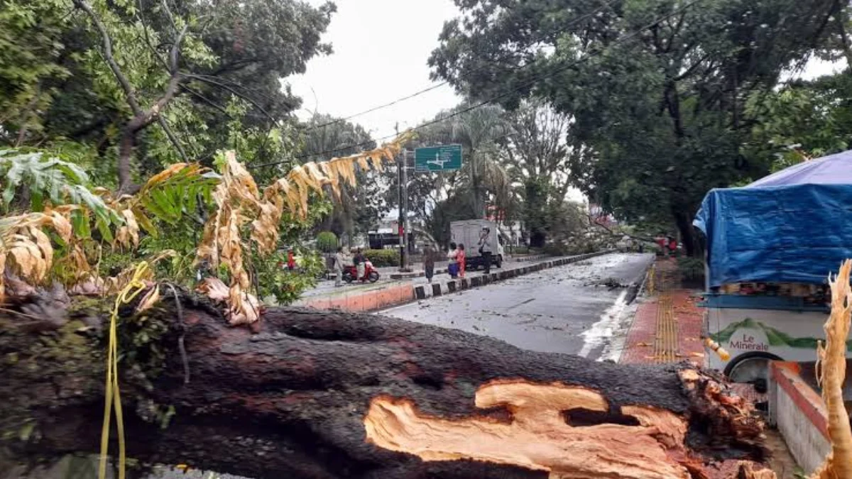 Salah Satu Pohon Tumbang di Kota Cimahi Tahun lalu/Firman Satria/Jabar Ekspres/