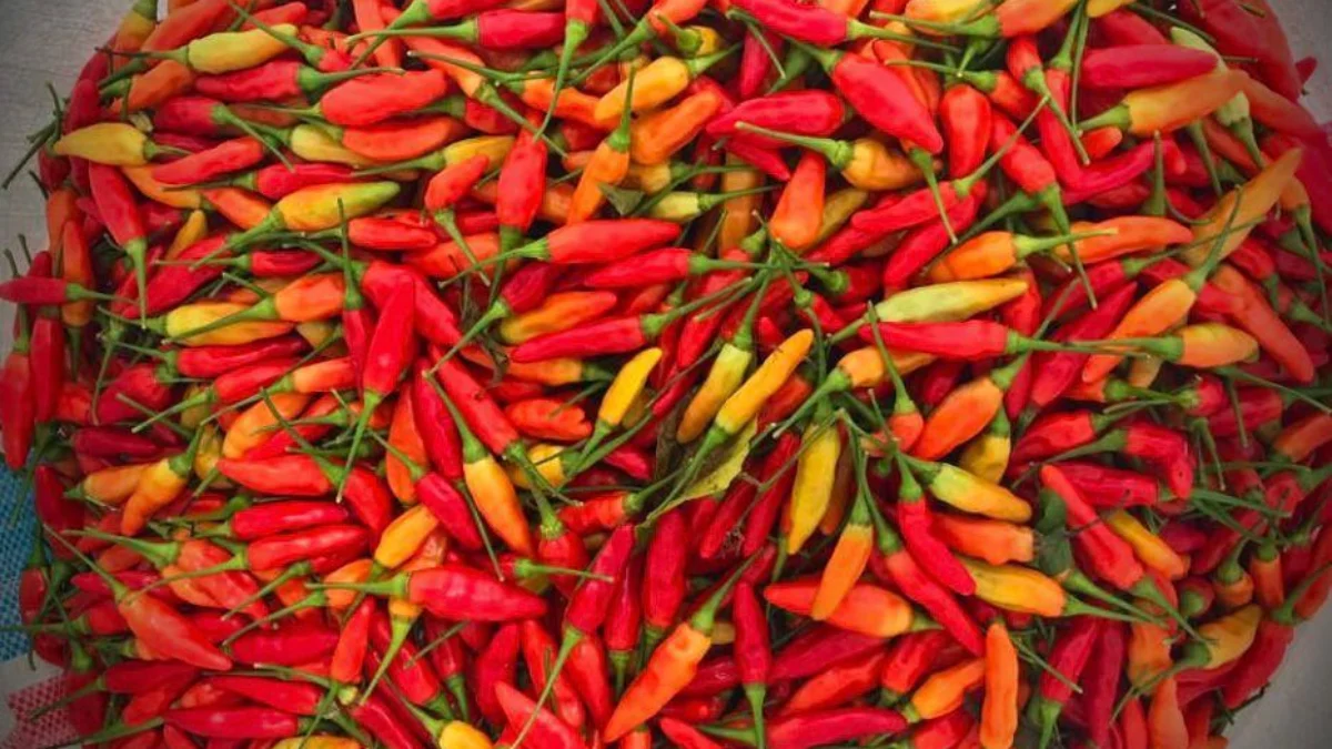 Cabai rawit merah di Pasar Banjar, Jawa Barat masih mahal. Harganya masih mencapai Rp100 ribu per kilogram. (Cecep Herdi / Jabar Ekspres)