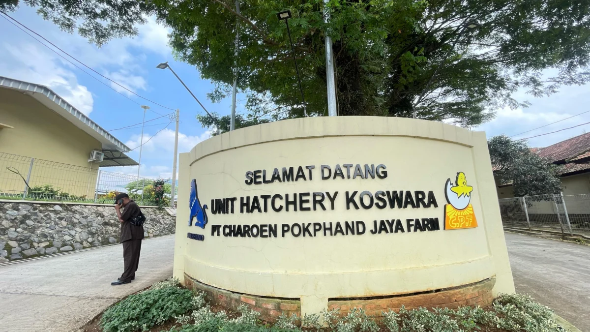Unit Hatchery Koswara PT Charoen Pokphand Jaya Farm di Desa/Kecamatan Cipatat, Bandung Barat. Dok Jabar Ekspres/Suwitno