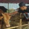 Foto ilustrasi hewan ternak di Kota Bandung. (Sadam Husen / JE)