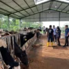 Jubir Kantor Komunikasi Kepresidenan RI (PCO) saat Meninjau Produksi Susu MBG di Farm Nusa Dairy Indonesia, Jatinangor, Sumedang (mong)