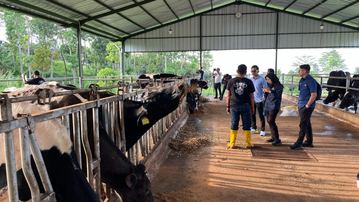 Jubir Kantor Komunikasi Kepresidenan RI (PCO) saat Meninjau Produksi Susu MBG di Farm Nusa Dairy Indonesia, Jatinangor, Sumedang (mong)