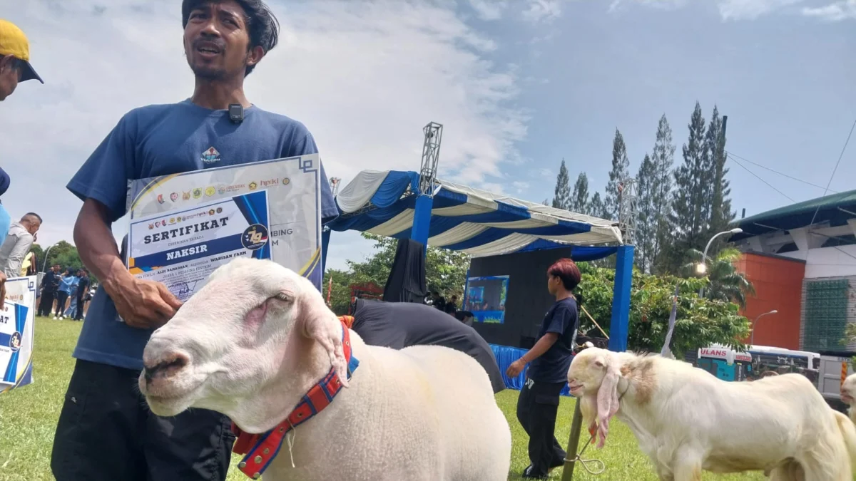 Berhasil Juara, Domba Pesta Patok Alami Kenaikan Harga Jual Aldi bersama Dombanya bernama Naksir dengan berat 135 Kg, setelah menerima penghargaan Juara I kategori Pedaging Ekstrem di area Stadion Pakansari, pada Minggu (20/4/2025). Foto: Regi