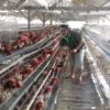 Ilustrasi peternakan ayam. Dok. Jabar Ekspres