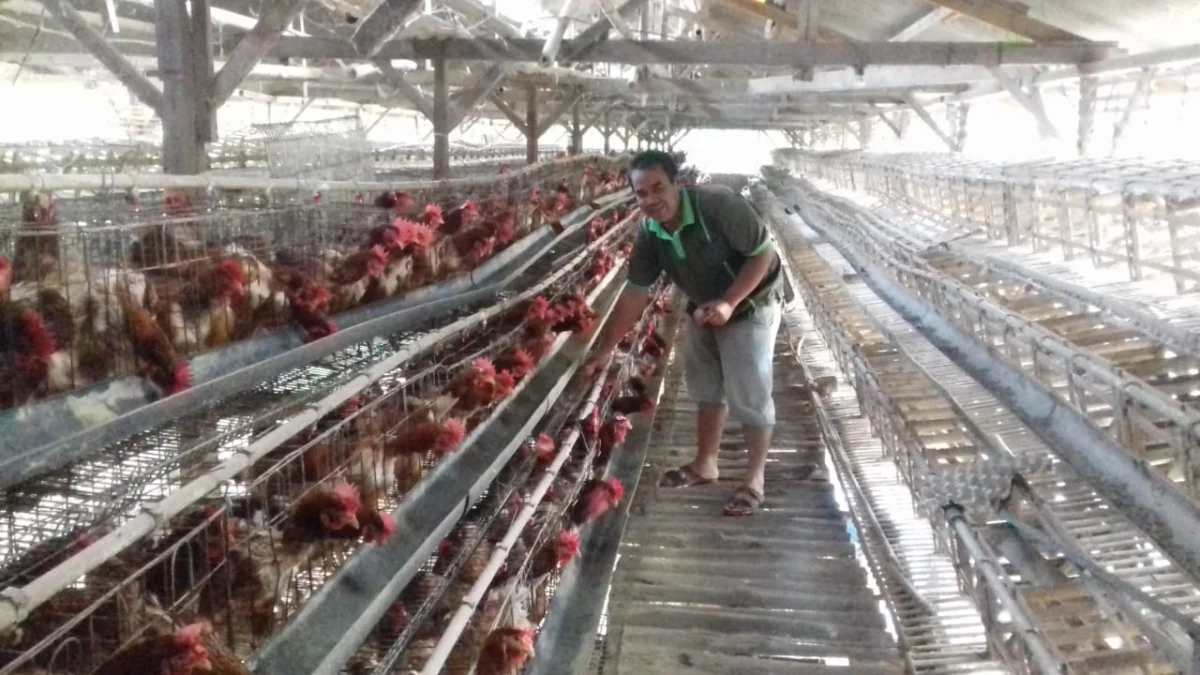 Ilustrasi peternakan ayam. Dok. Jabar Ekspres