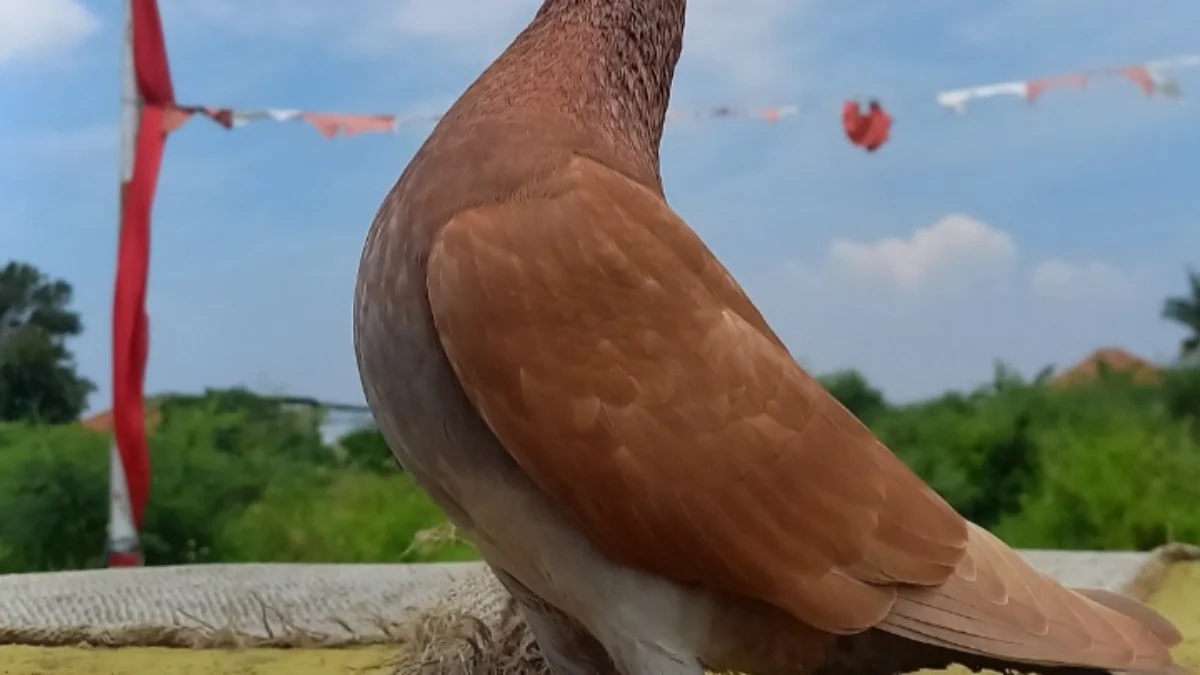 Karakter Natural! Manfaat Kunyit dan Kencur untuk Merpati ala BTR Team