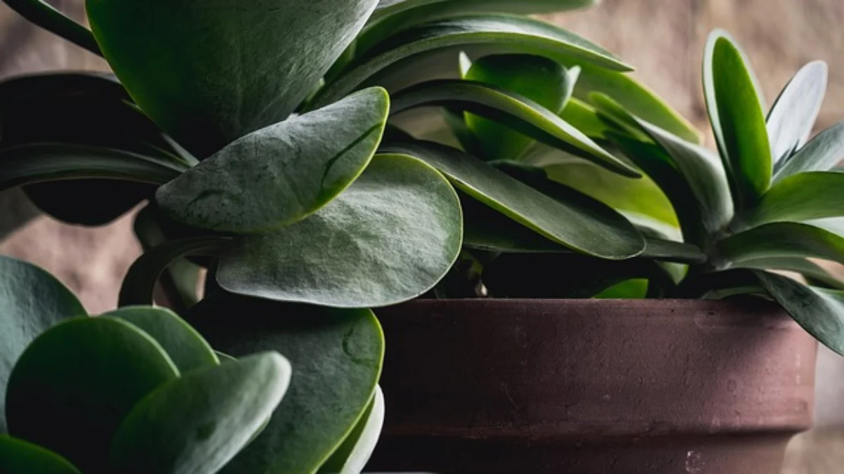 Tanaman Indoor yang Cantik ( Sumber Gambar: ilustrasi/Pixabay/si_kor)