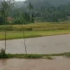 Kondisi 4 hektar tanaman padi di Desa Sukamanah, Kecamatan Rongga, Bandung Barat, terendam banjir/Istimewa/