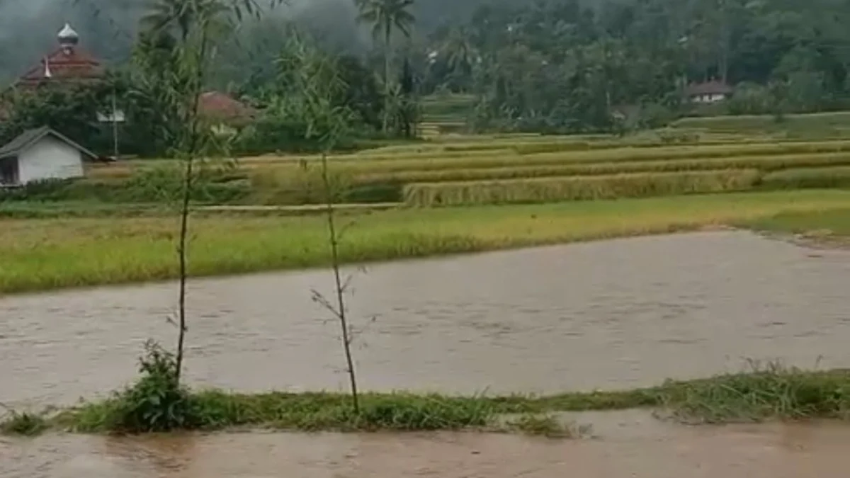 Gegara Banjir, 4 Hektar Lahan Padi di Bandung Barat Gagal Panen Kondisi 4 hektar tanaman padi di Desa Sukamanah, Kecamatan Rongga, Bandung Barat, terendam banjir/Istimewa/