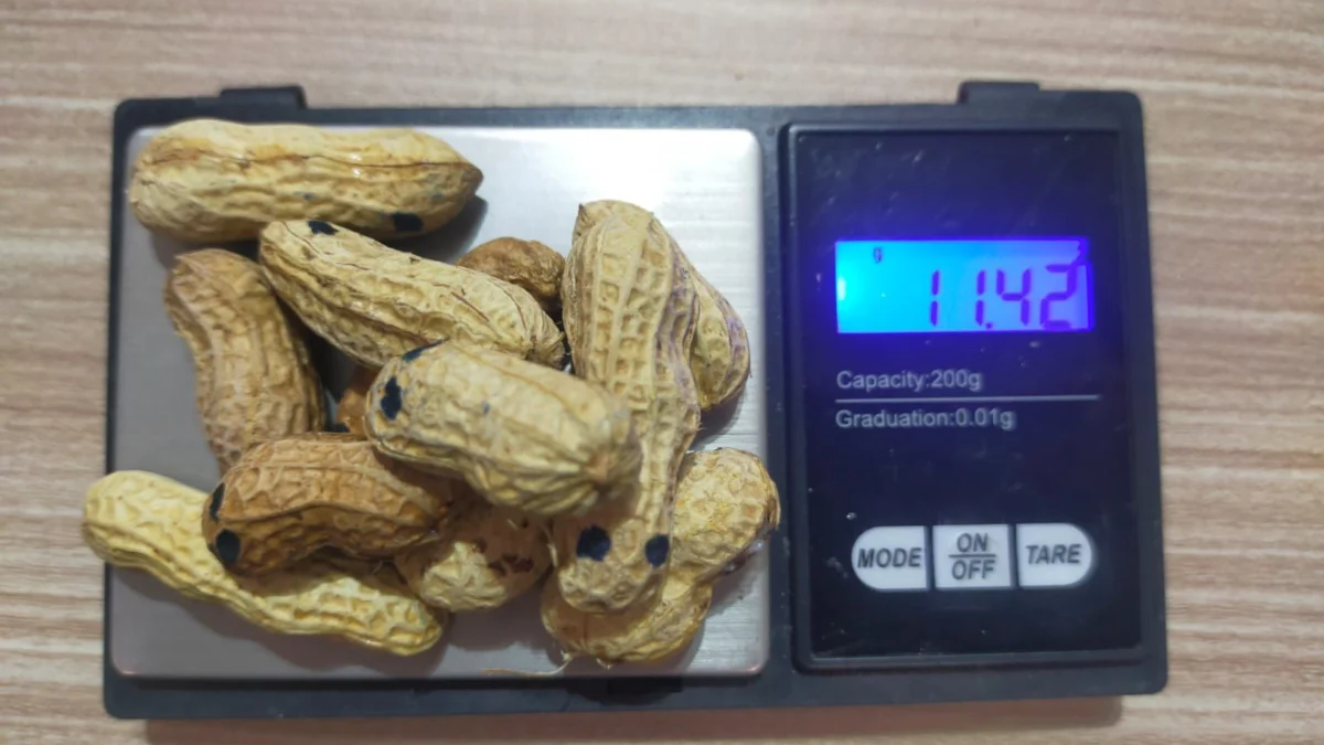 Modus Baru Sembunyikan Barang Bukti dalam Kacang Kulit, Polisi Tangkap Pengedar Sabu di Soreang Bandung Barang bukti RK warga Soreang yang mengedarkan barang narkotika dengan modus baru dengan menjual memasukkannya ke dalam kacang kulit untuk mengelabui pihak kepolisian. Foto Istimewa