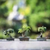 10 Bonsai Termahal di Dunia ( Sumber Gambar: ilustrasi/Pixabay)