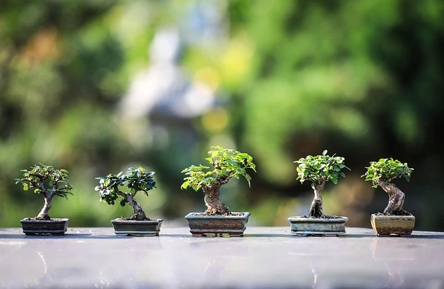 10 Bonsai Termahal di Dunia ( Sumber Gambar: ilustrasi/Pixabay)