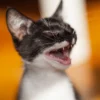 kucing marah