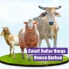 Cek Harga Terbaru Hewan Kambing, Domba, dan Sapi Kurban di Bandung Hari Ini