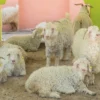 Kriteria hewan qurban, yang sah menurut hadits dan Al Quran