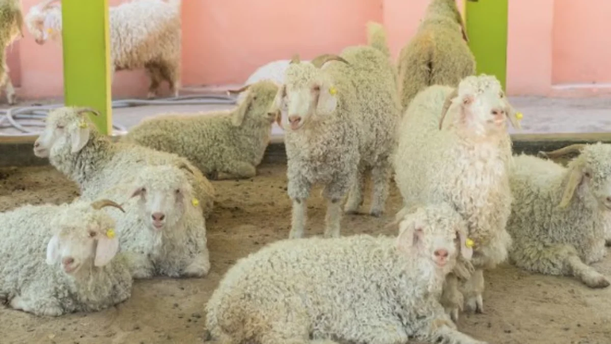 Jangan Salah, Ini Kreteria Hewan Qurban yang SAH Kriteria hewan qurban, yang sah menurut hadits dan Al Quran