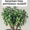 Ini 5 Tanaman Hias yang Dipercaya Bawa Keberuntungan
