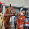 Petugas Kesehatan Hewan saat Memeriksa Kondisi Kuda Renggong yang di Siska Pemiliknya di Cimahi (Istimewa)