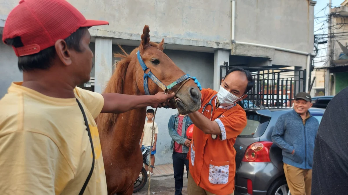 Petugas Kesehatan Hewan saat Memeriksa Kondisi Kuda Renggong yang di Siska Pemiliknya di Cimahi (Istimewa)