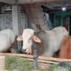 Ilustrasi Sapi Qurban. (foto/ANTARA)