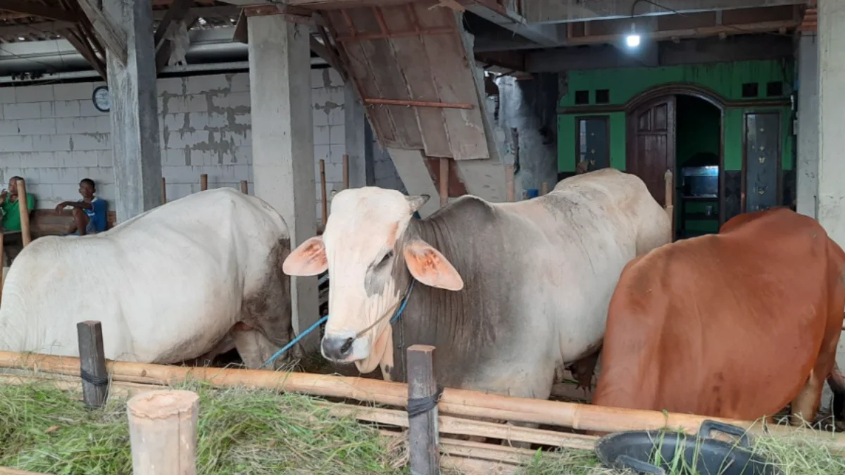 Ilustrasi Sapi Qurban. (foto/ANTARA)