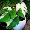 Monstera Variegata merupakan salah satu tanaman hias mahal yang banyak dicari.
