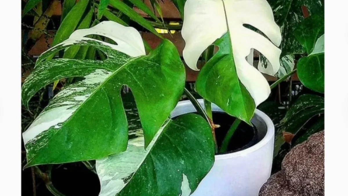 6 Tanaman Hias Mahal yang Dicari untuk Kesehatan, Dijual Hingga Rp20 Juta Perpot Monstera Variegata merupakan salah satu tanaman hias mahal yang banyak dicari.