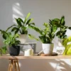 5 Tanaman Hias Pembawa Rezeki Menurut Feng Shui