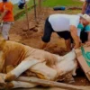 ILUSTRASI perayaan Idul Adha dengan berqurban.