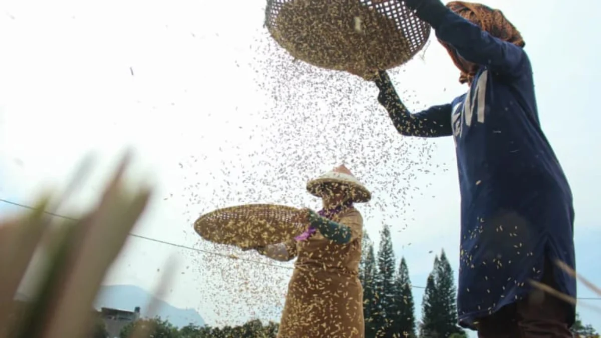 CBP Lamapui 3,6 Juta Ton, Bulog: Capaian Tertinggi dalam 57 Tahun! Ilustrasi petani tengah mengayak gabah kering. (Dok. Jabar Ekspres)