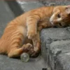 Menabrak kucing yang diyakini sebagai pertanda akan sial