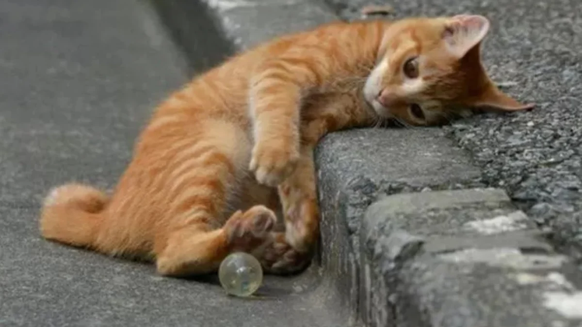 Menabrak kucing yang diyakini sebagai pertanda akan sial