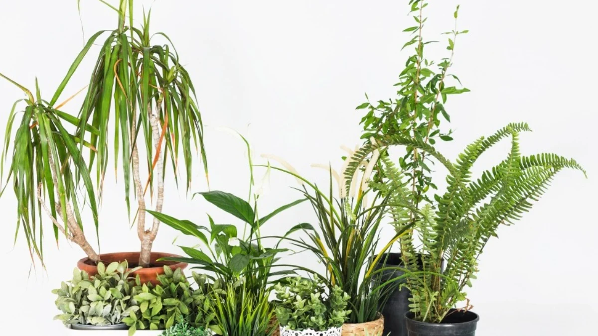 9 Rekomendasi Tanaman Hias Indoor Populer tanaman hias indoor