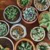 merawat succulent