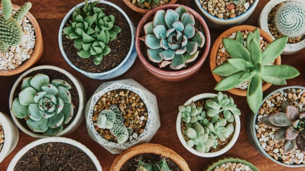 merawat succulent