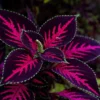 Tanaman Hias Daun Warna Warni ( sUMBER gAMBAR: ILUSTRASI/PIXABAY/ignartonosbg)