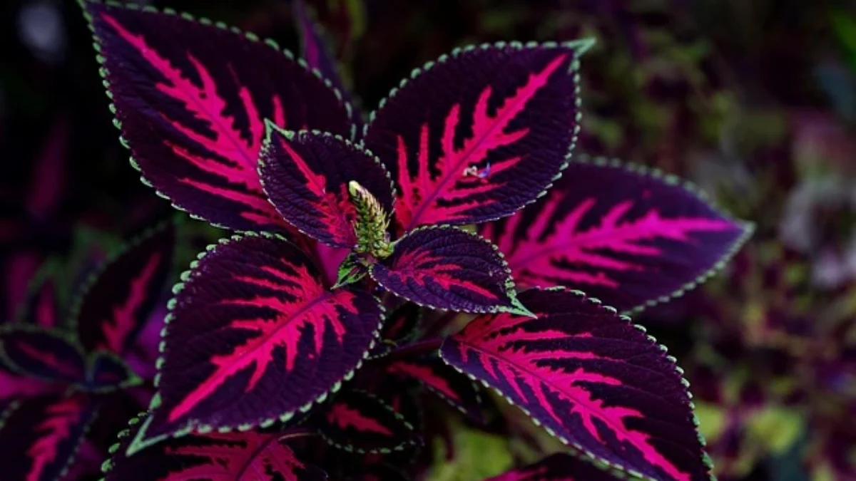 Tanaman Hias Daun Warna Warni ( sUMBER gAMBAR: ILUSTRASI/PIXABAY/ignartonosbg)