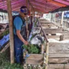 Ilustrasi: Penjual hewan qurban sedang memberi makan kambing dagangannya di Jalan Soekarno Hatta, Kota Bandung, Jawa Barat. Foto: Dimas Rachmatsyah / Jabar Ekspres