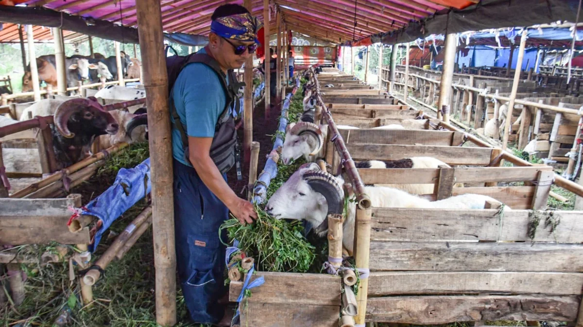 FK3I Ajak Masyarakat dan Pemerintah Tinggalkan Plastik dan Gunakan Besek untuk Pembagian Daging Qurban Ilustrasi: Penjual hewan qurban sedang memberi makan kambing dagangannya di Jalan Soekarno Hatta, Kota Bandung, Jawa Barat. Foto: Dimas Rachmatsyah / Jabar Ekspres