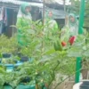 KWT Berseri Produksi Film Bertemakan Edukasi Lingkungan
