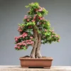 Jenis Bonsai Paling Mahal ( Sumber Gambar: ilustrasi/Pixabay/IlonaBurschl)