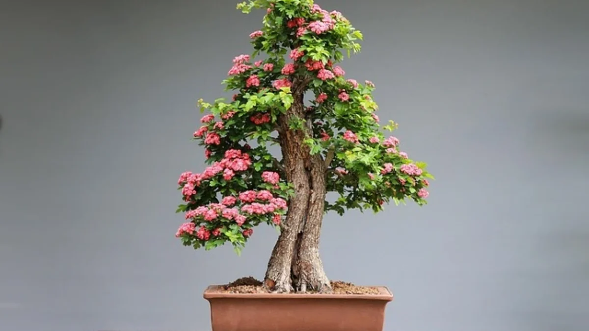 Jenis Bonsai Paling Mahal ( Sumber Gambar: ilustrasi/Pixabay/IlonaBurschl)
